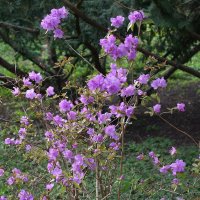 Цветет Рододендрон остроконечный :: Рита Симонова