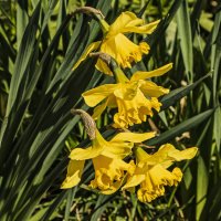 Непогодится, но их время цветения. :: Петр Беляков