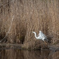 Белая цапля. :: Геннадий Порохов