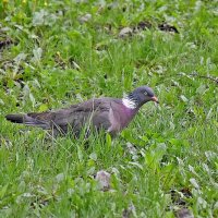 Какой же ты огромный! :: Валентина  Нефёдова 