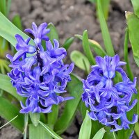 Универсальный гиацинт! :: Валентина  Нефёдова 