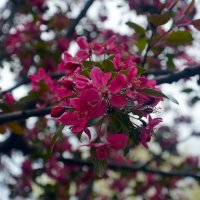 Какое-то дерево. :: Юрий Словецкий