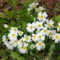 Весёлая семейка (Такая разная примула) :: Светлана 