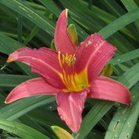 Лилейник :: Freddy 97