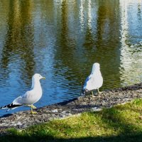 Поспешим уже в беседку.. :: Aida10 