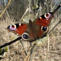 Весна :: Зоя Мишина