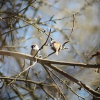 почесушки :: Константин Сафронов