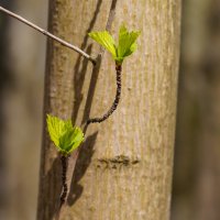 Пробуждение... :: Владимир Жданов