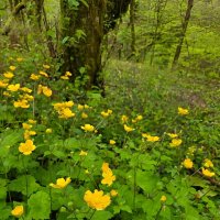 ПРОГУЛКА В ЛЕСУ :: Tata Wolf