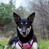 *** :: Андрей Л. В.