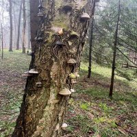 В лесу :: Андрей Л. В.