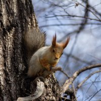 Белка. :: Александр. AVG100 ---