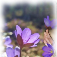 Весна :: liudmila drake