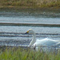 малый или тундровой лебедь :: gawrilа - dan