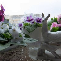 Фиалки цветут для души! :: Люба 