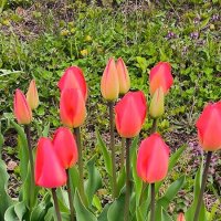 Время цветения тюльпанов! :: Ольга 