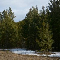 *** :: Наталья Покацкая