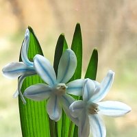 У подснежников - весна! :: veilins veilins