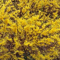 Уже не форзиия :: Александр Чеботарь