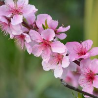 Персик :: Надежда Куркина 