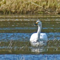 малый или тундровой лебедь :: gawrilа - dan