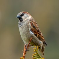 Орел :: Viktor Makarov