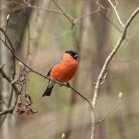 Снегирь :: Viktor Makarov