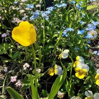 Весенняя акварель! :: Нина Андронова