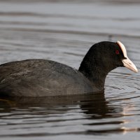 Лысуха :: Владимир Лазарев