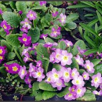 Прима среди первоцветов :: Ольга Довженко