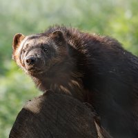 Россомаха :: SanSan 