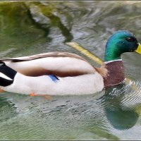 Селезень :: Сеня Белгородский