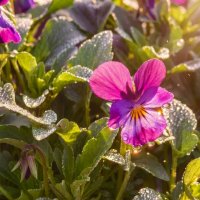 Свежесть :: Валерий Ткаченко