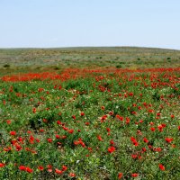 Астраханская степь. :: Александр Владимирович Никитенко
