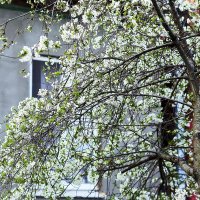 Цветение :: Юрий Гайворонскiий