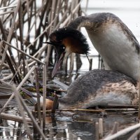 Семейные отношения. :: Владимир Безбородов