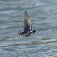 ласточка деревенская. :: юрий макаров