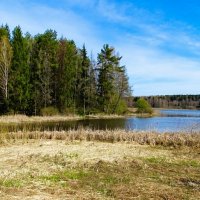 Природа Смоленщины в конце апреля. :: Милешкин Владимир Алексеевич 