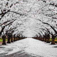 Пробуждение природы ... :: Ravile 