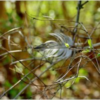 ЭТЮД... :: Elvira E. 