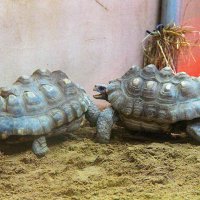 Черепашки-ниндзя :: Сергей Сомихин