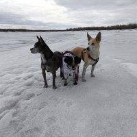 Под охраной :: Anna Ivanova