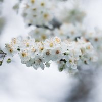 Цветём :: Игорь Шевченко