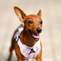 ... :: Владимир Салапонов