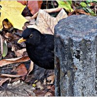 Чёрный дрозд. :: Валерия Комова