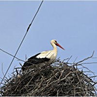 Аист. :: Валерия Комова