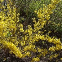 Апрельские этюды :: Рита Симонова