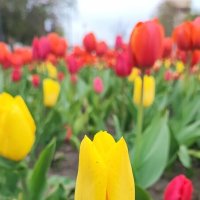 ,,, :: Сергей Тимоновский