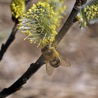 ** :: Зоя Мишина