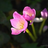 Блеснувшие :: Сергей 